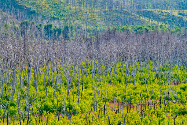 Dry trees and burning ash from dry leaves. Focus on tree. Noisy. Exposure. Similar others