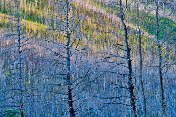 Rocky Mountain views after a forest fire in Waterton National Park in Alberta Canada