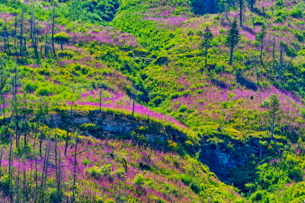 Rocky Mountain views after a forest fire in Waterton National Park in Alberta Canada