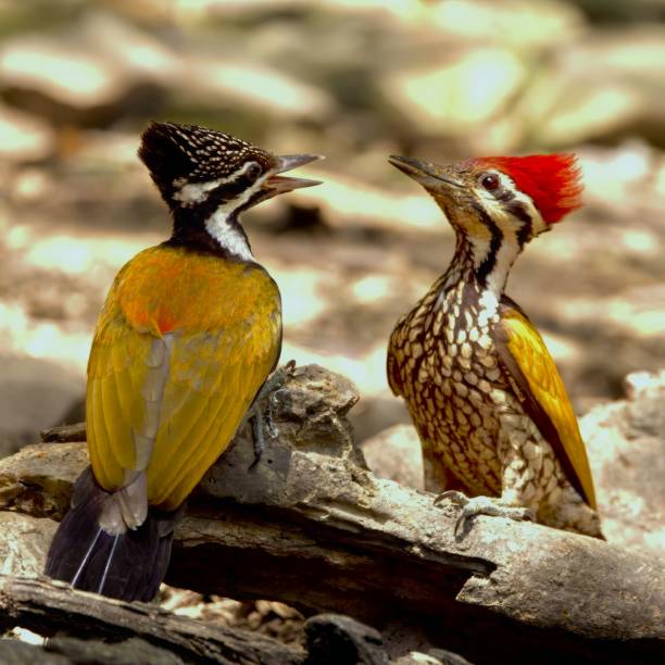 istock Vibrant woodpeckers perched on a log. 2194814741