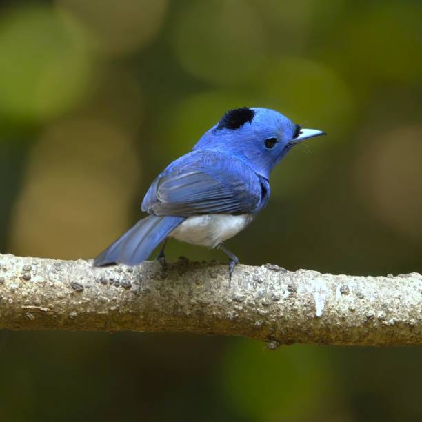 istock Vibrant blue bird on a branch. 2194814744