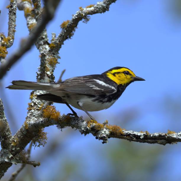istock Yellow-throated warbler on a branch. 2194814746