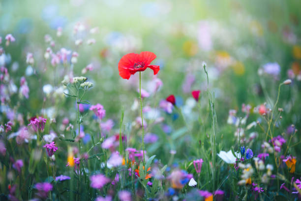 istock Vibrant Meadow With Red Poppy 2194816876