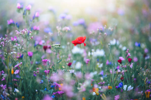 istock Colorful Meadow With Red Poppy 2194816878