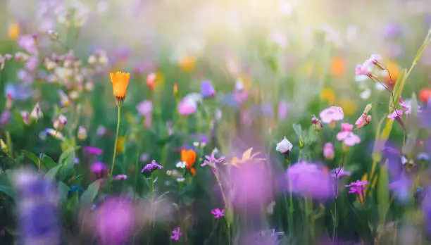 Vibrant Panoramic Meadow Vibrant Panoramic Meadow