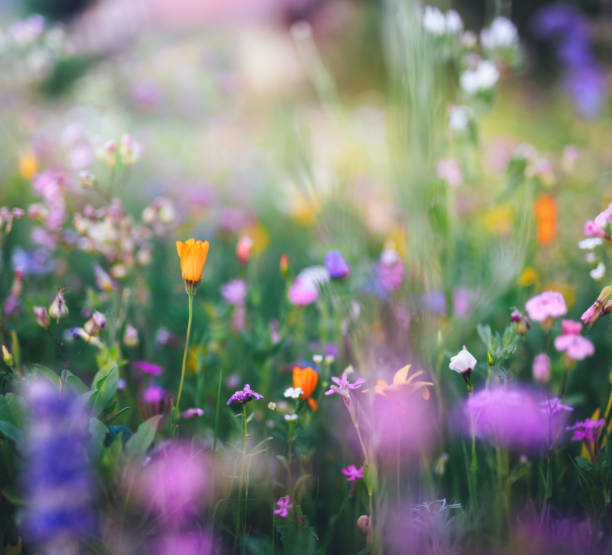 istock Vibrant Summer Meadow With Flowers 2194816887