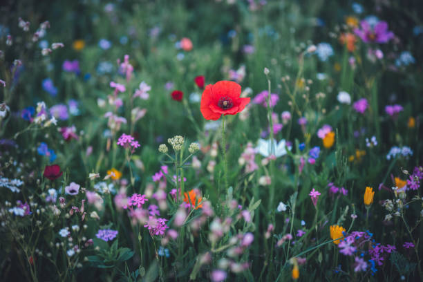 Vibrant Meadow With Poppy