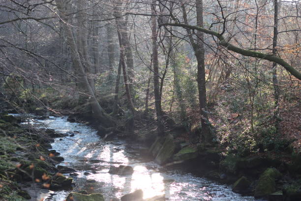 istock Peaceful woodland river in winter sunshine 2194817706