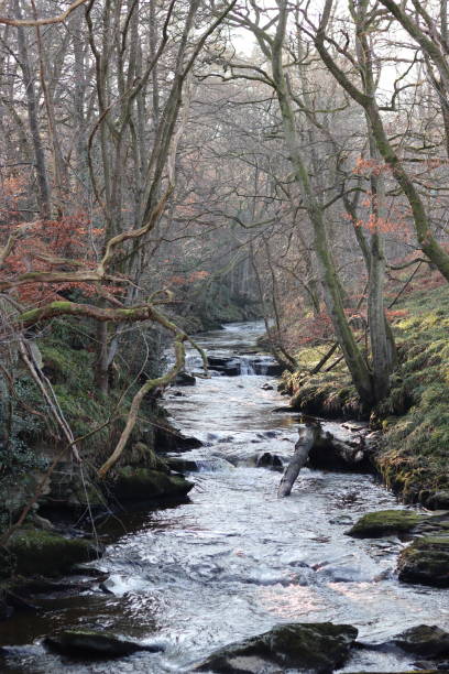 istock View along a woodland river in winter 2194819041