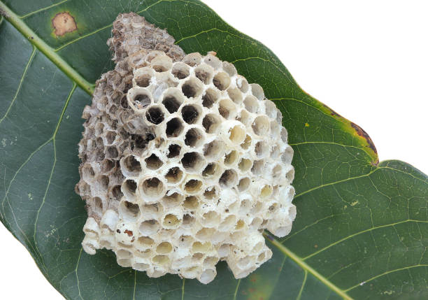 Wasps' nest, Honeycomb empty on dry leave isolated on white background.