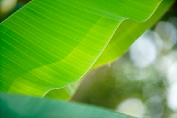 This close-up image showcases the textures of vibrant green leaves illuminated by soft natural light. A serene and fresh representation of nature's beauty.