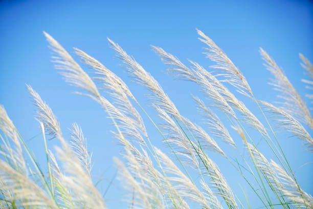 istock Soft White Grass Blades Against Clear Blue Sky on Sunny Day 2194824508