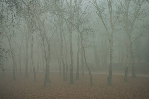 A foggy autumn morning in a park with bare trees and fallen leaves, creating a serene and mysterious atmosphere.