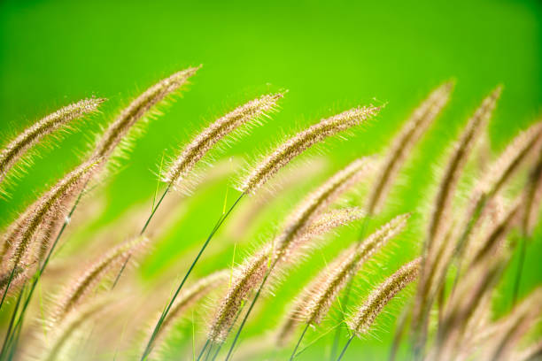 This close-up image captures soft golden grasses swaying gently in a vibrant green field. The scene evokes a sense of peace, tranquility, and connection with nature.