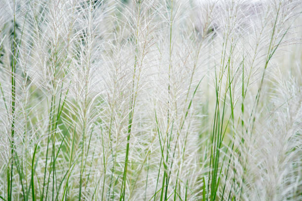 istock Lush Green Grass and Delicate White Flowering Plants in Nature 2194824676