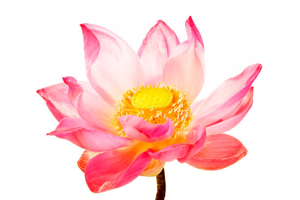 istock Beautiful Pink Lotus Flower in Full Bloom on White Background 2194824677