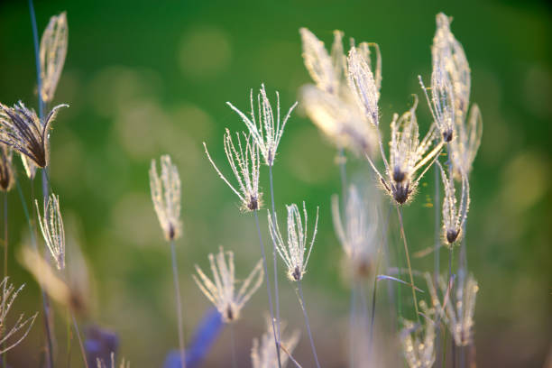 Softly illuminated wild grasses stand tall against a blurred green backdrop, capturing the essence of tranquility in nature's delicate beauty. Perfect for nature themes.