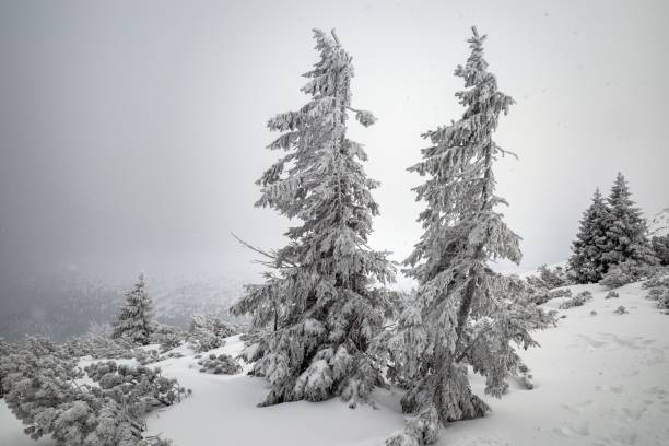 Winter landscape with tree branches and hiker.