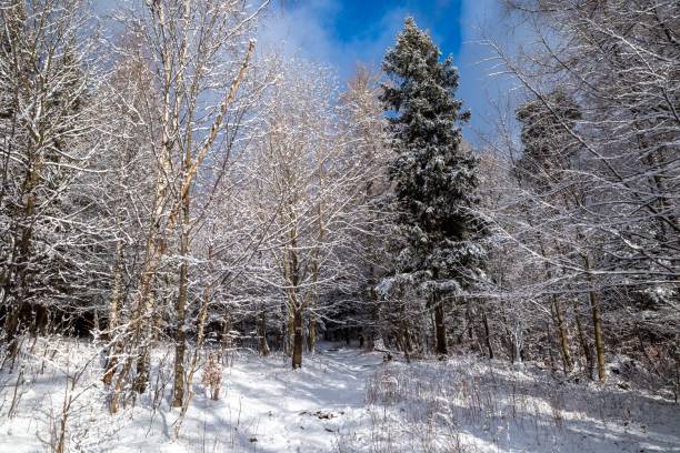 istock Snowy forest landscape under a clear blue sky. 2194825922