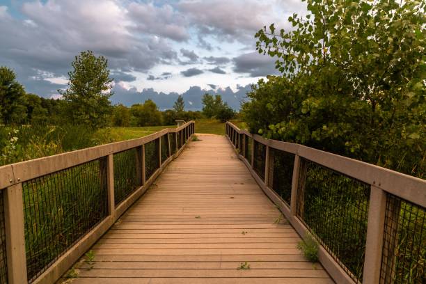 istock Wooden boardwalk through lush greenery under a dramatic cloudy sky in a serene park setting. 2194826075