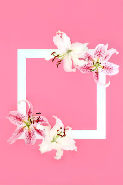 istock Pink and White Lily Flower Summer Background Border 2194826463