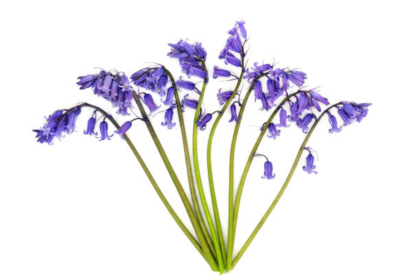 istock Bluebell Woodland Flower Spring Bouquet 2194826470