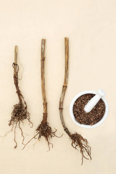 Valerian herb root natural healing herbal medicine with mortar on hemp paper background. Used to treat insomnia, stress, anxiety, digestive health, menstrual cramps.
