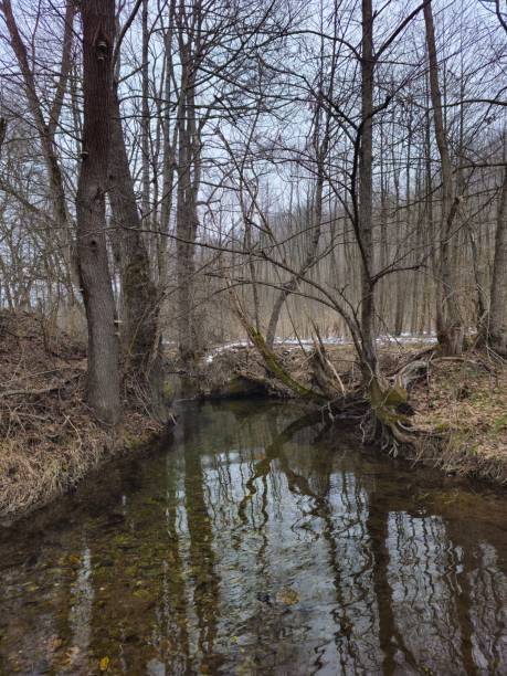 istock Serene Woodland Stream with Reflections Amidst Bare Trees in Early Spring 2194827871