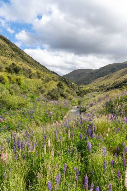 istock Lush Valley with Blooming Lupines 2194829563