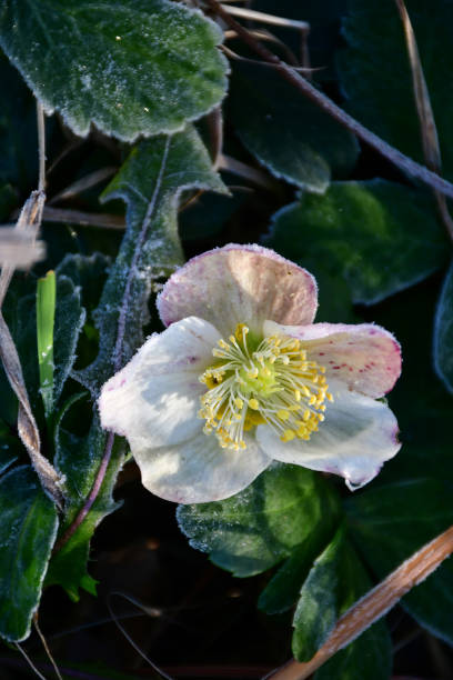 blooming hellebore, medicinal herb with flower in winter in Germany