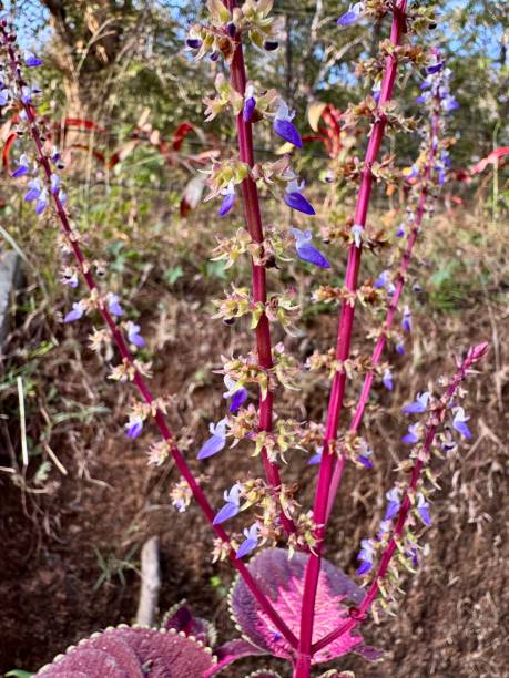 istock colorful coleus sunfighter campfire flower 2194830062