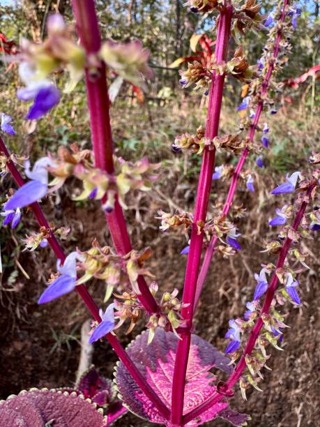 istock colorful coleus sunfighter campfire flower 2194830073