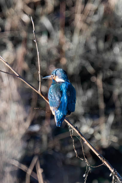 istock Common kingfisher (Alcedo atthis), also known as the Eurasian kingfisher and river kingfisher sitting on a tree branch. 2194830242
