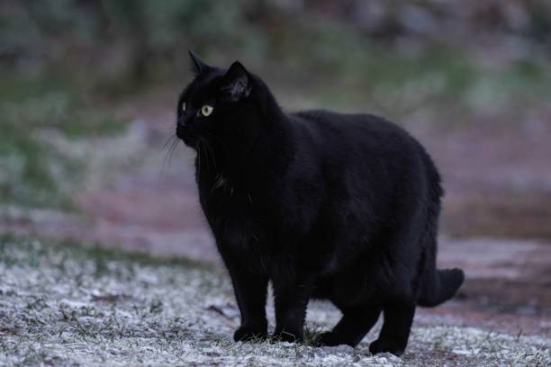 istock Black cat walking in the forest on a winter day. 2194830243