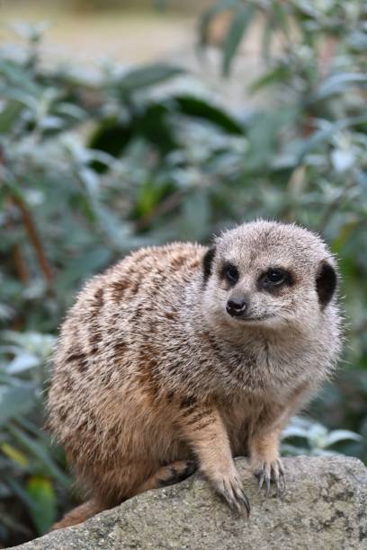 istock Meerkat on Rock in Natural Habitat 2194830268
