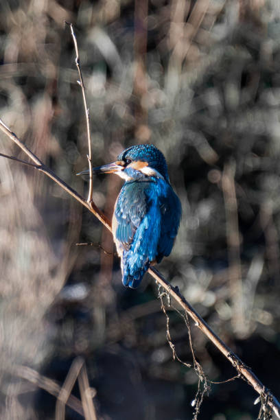 Common kingfisher (Alcedo atthis), also known as the Eurasian kingfisher and river kingfisher sitting on a tree branch.