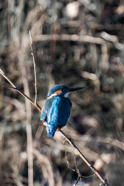 istock Common kingfisher (Alcedo atthis), also known as the Eurasian kingfisher and river kingfisher sitting on a tree branch. 2194830710