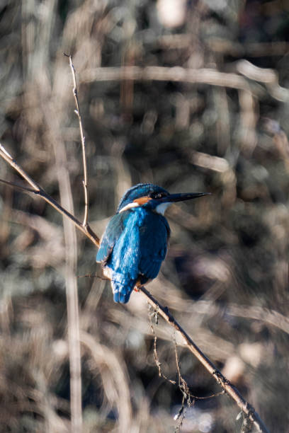 istock Common kingfisher (Alcedo atthis), also known as the Eurasian kingfisher and river kingfisher sitting on a tree branch. 2194830712