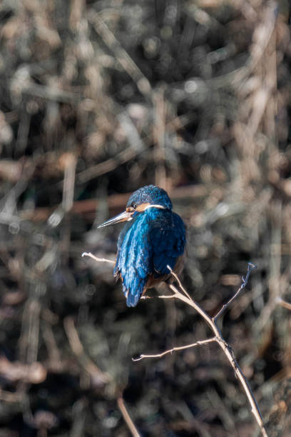 istock Common kingfisher (Alcedo atthis), also known as the Eurasian kingfisher and river kingfisher sitting on a tree branch. 2194831107