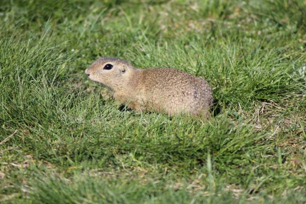 istock European ground squirrel in grassy field 2194832744
