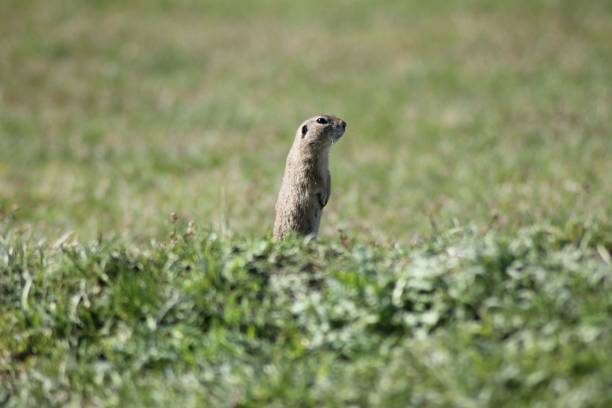 istock Prairie dog in grassy field 2194832782