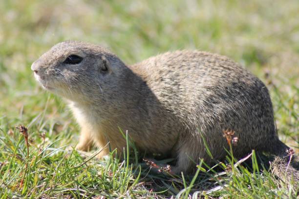 istock European ground squirrel in a grassy field 2194832895