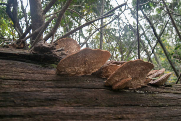 Wild mushrooms growing on dead trees in a forest