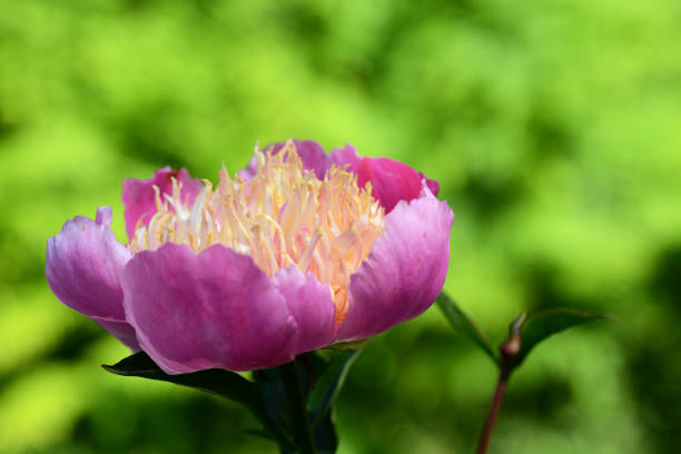Blüte einer japanischen Pfingstrose in Makrofotografie