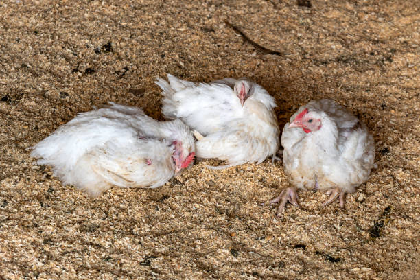 three chickens are sitting on a farm sick with avian flu