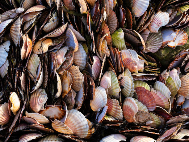 Des coquilles de Saint-Jacques entassées dans un coin de plage en Bretagne