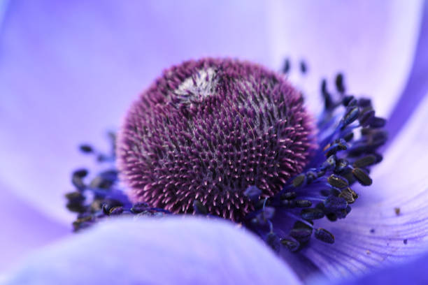 Blüte einer blauen Anemone in Makrofoto