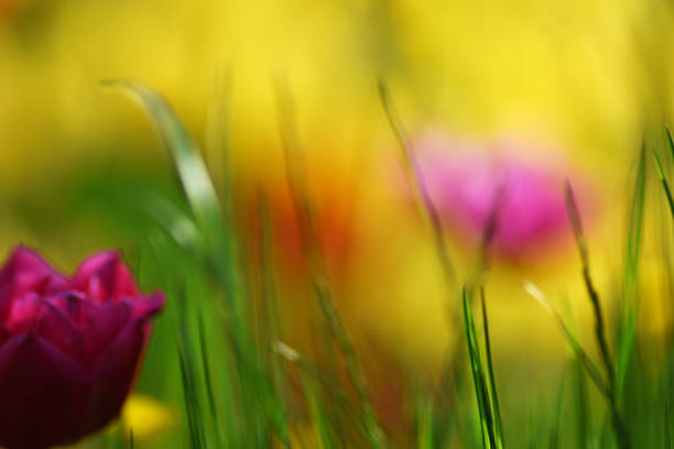 Grass area, green background, nature.