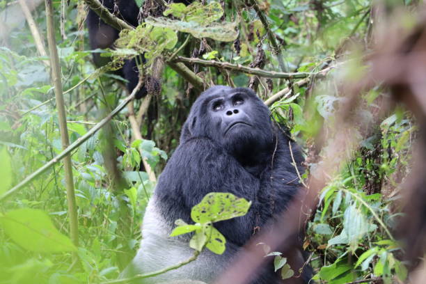 istock Close-up of mountain gorilla silverback face 2194835582