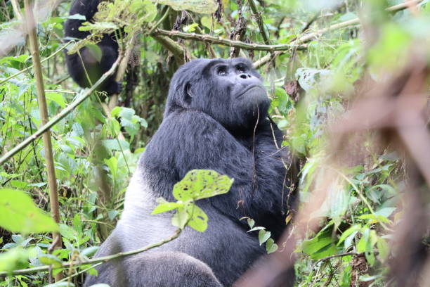 istock Close-up of mountain gorilla silverback 2194835585